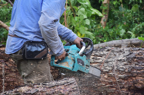 A carpenter in blue shirt is sawing the big tree by chainsaw.