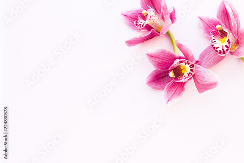 Fototapeta Naklejka Na Ścianę i Meble -  Spa and wellness setting with orchid flower, oil on wooden white background closeup top view