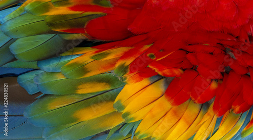 Close up Colorful of Scarlet macaw bird s feathers with red yellow orange and blue shades  exotic nature background and texture