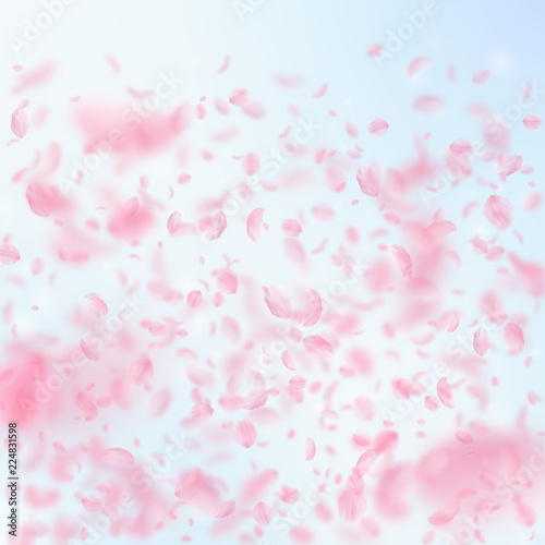 Sakura petals falling down. Romantic pink flowers 