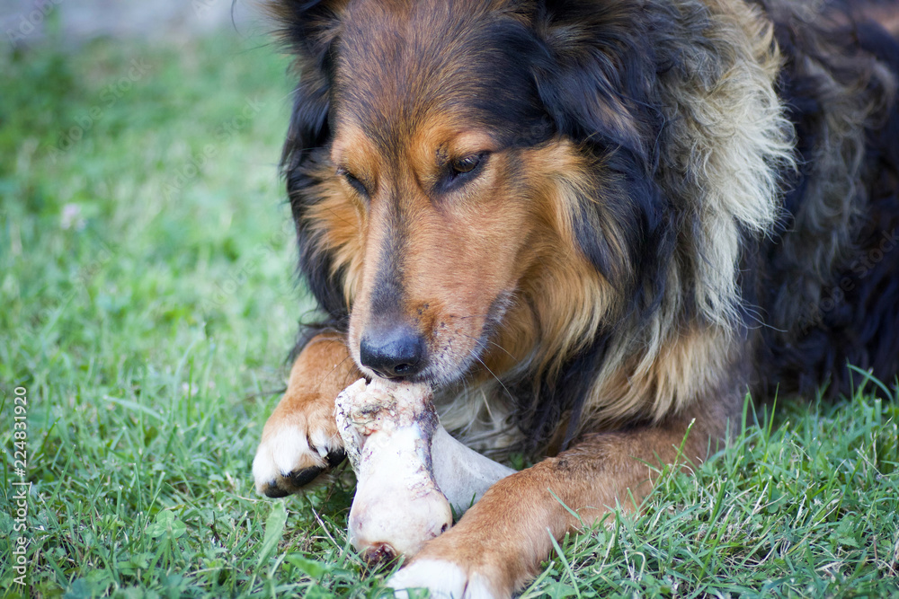 close portrait of a dog playing with a bone in the grass close portrait of a dog playing with a bone in the grass