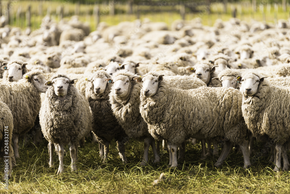 Obraz premium Schafe2