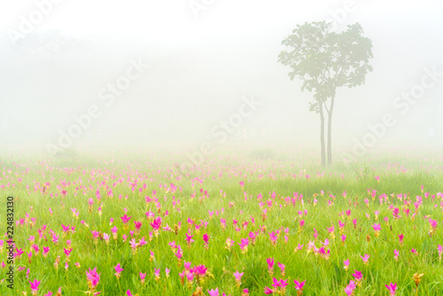 Field meadow of Siam Tulip or Summer Tulip. photo