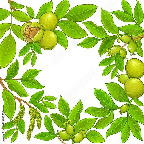 walnut vector frame