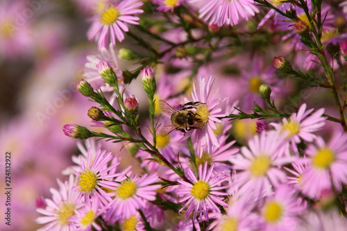 busy bee on pink flowers in autumn  photo