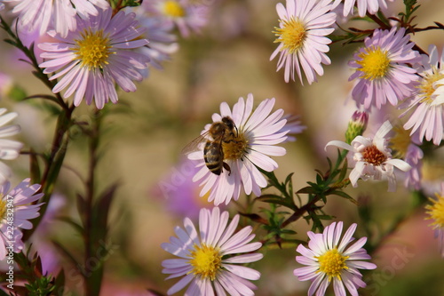 busy bee on pink flowers in autumn  photo