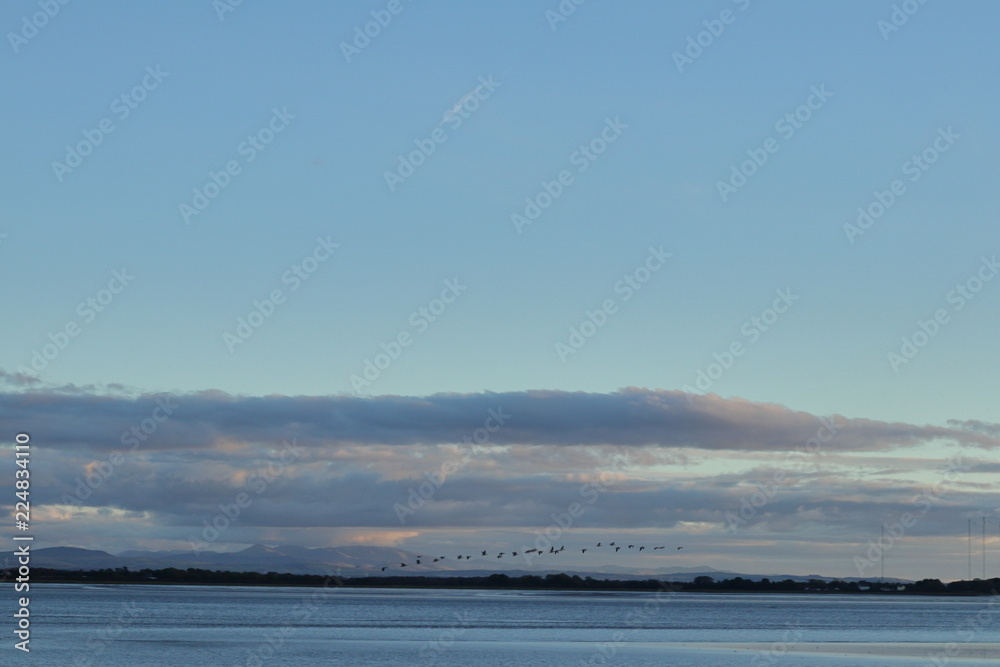 Obraz premium Birds fly above the bay