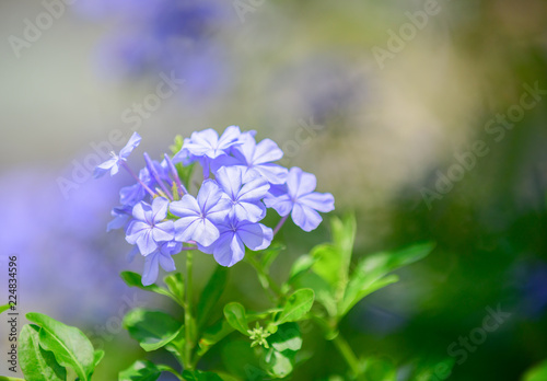 Cape leadwort or white plumbago,