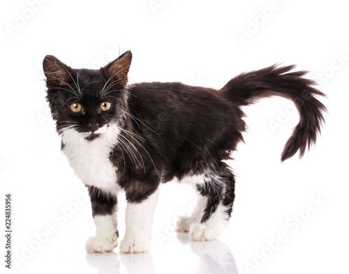 Black and white kitten isolated on white background