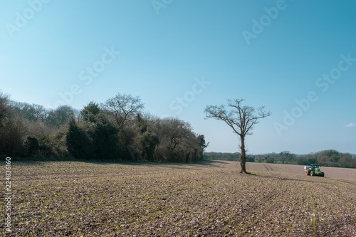 Wallpaper Mural Oak Tree Torontodigital.ca