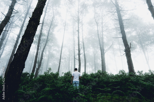 Fog and trees forest in the morning man in forest