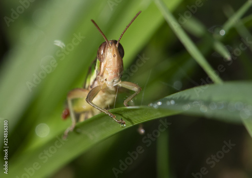 Cricket in the grass