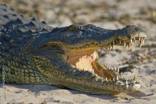Nile crocodile with open mouth showing teeth in Chobe National Park  Botswana.