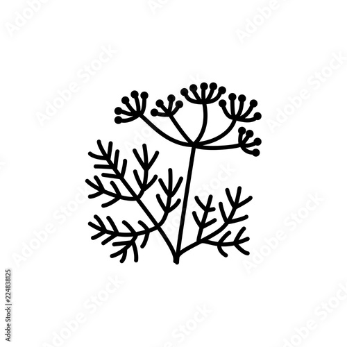 Black & white vector illustration of fennel with seeds & leaves. Line icon of aromatic & flavorful herb. Seasoning & spice. Health eating ingredient. Isolated on white background.