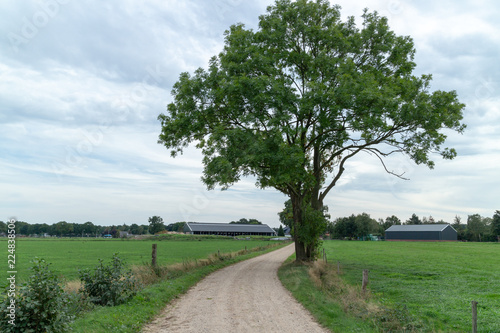 Street leading out of the touristic village of Loenen on the Veluwe