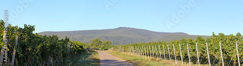 Panorama vom Haardtrand mit Blick auf das Weinbiet photo
