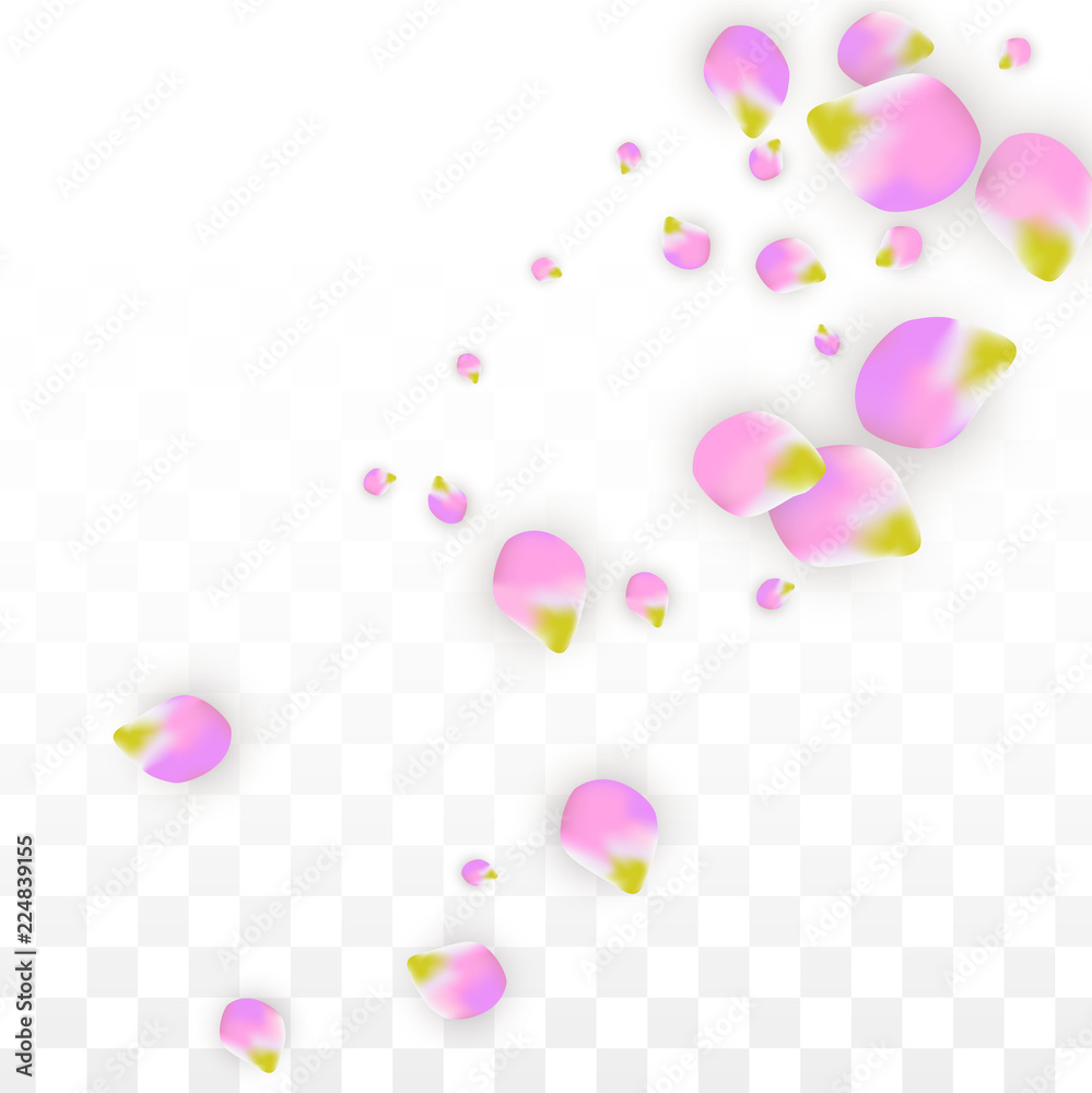 Vector Realistic Pink Petals Falling on Transparent Background.  Spring Romantic Flowers Illustration. Flying Petals. Sakura Spa Design. Blossom Confetti.