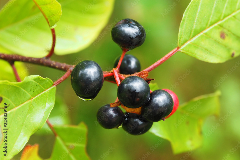 Black inedible berries on the macro tree. Nature of autumn ripeness of plants.
