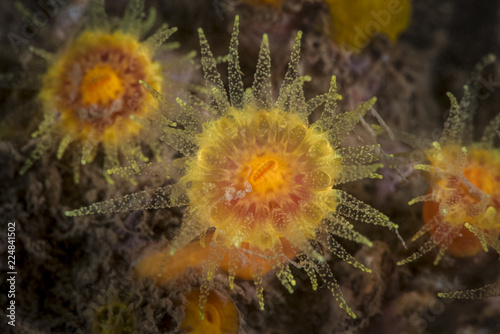 Sun coral china