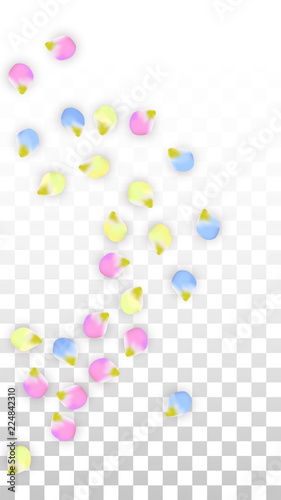 Vector Realistic Colorful Petals Falling on Transparent Background.  Spring Romantic Flowers Illustration. Flying Petals. Sakura Spa Design. Blossom Confetti. Design Elements for Wedding Decoration.