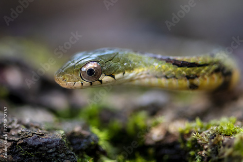 Rat snake china photo