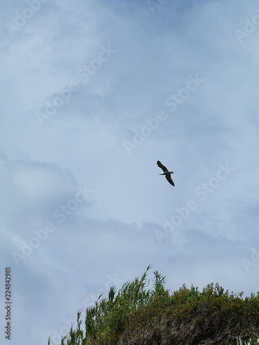 Flight of seagull in Portovenere