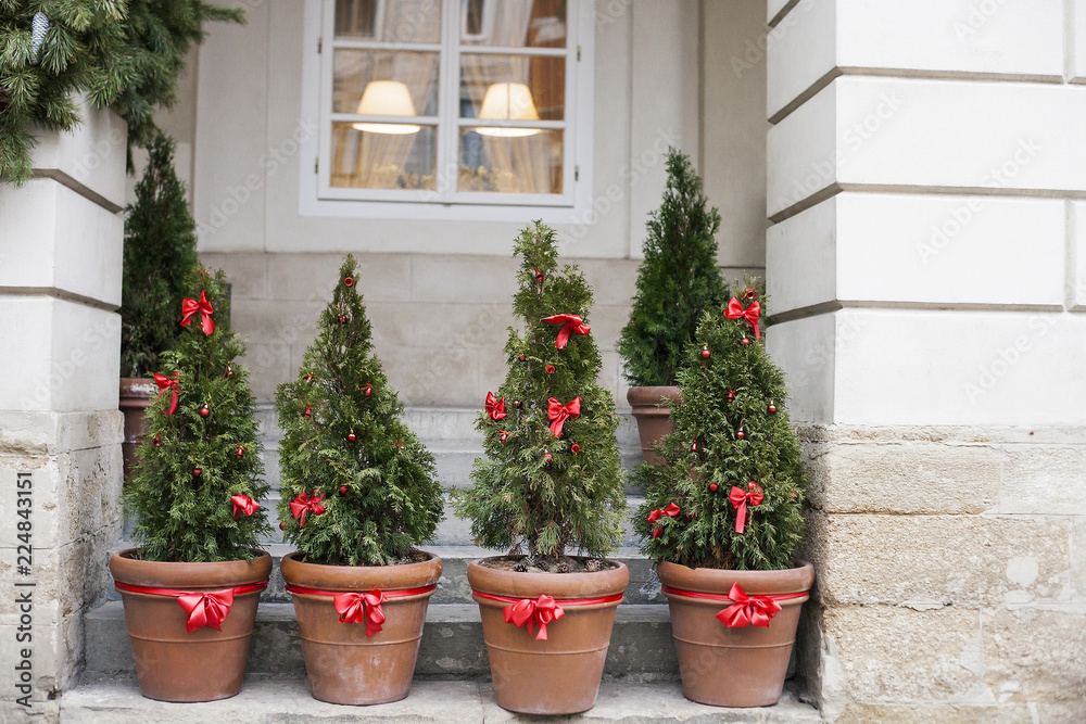 Decorated Christmas trees in pots near house
