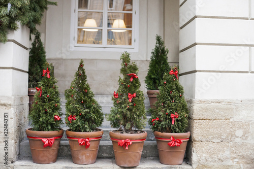 Decorated Christmas trees in pots near house © dmf87