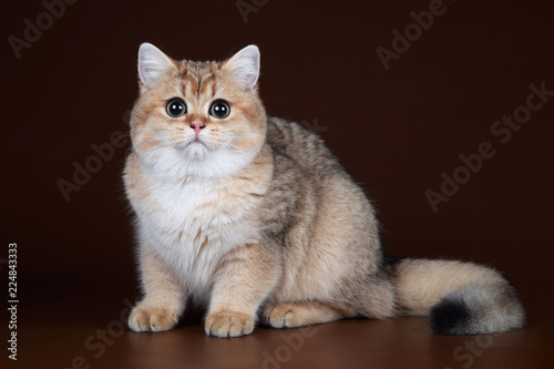 Beautiful young British cat on a brown background © adyafoto