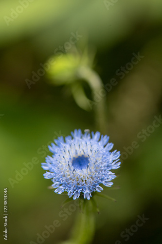 Blue flower