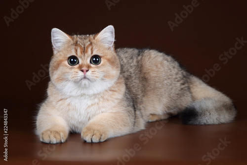 Fototapeta Naklejka Na Ścianę i Meble -  Beautiful young British cat on a brown background