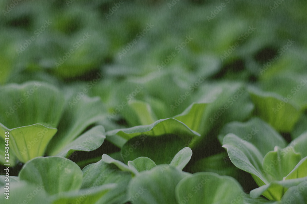 Blur of Tree Leaves for nature background and save green concept,soft made with gradient and filter colored. Blur of Tree Leaves for nature background and save green concept,soft made with gradient and filter colored.