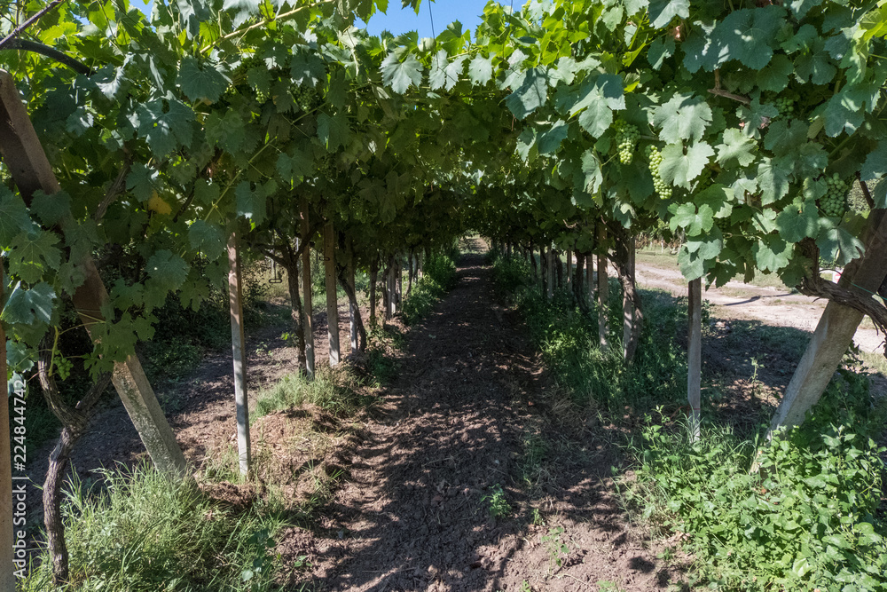 Filed of grapes at a farm. Filed of grapes at a farm.