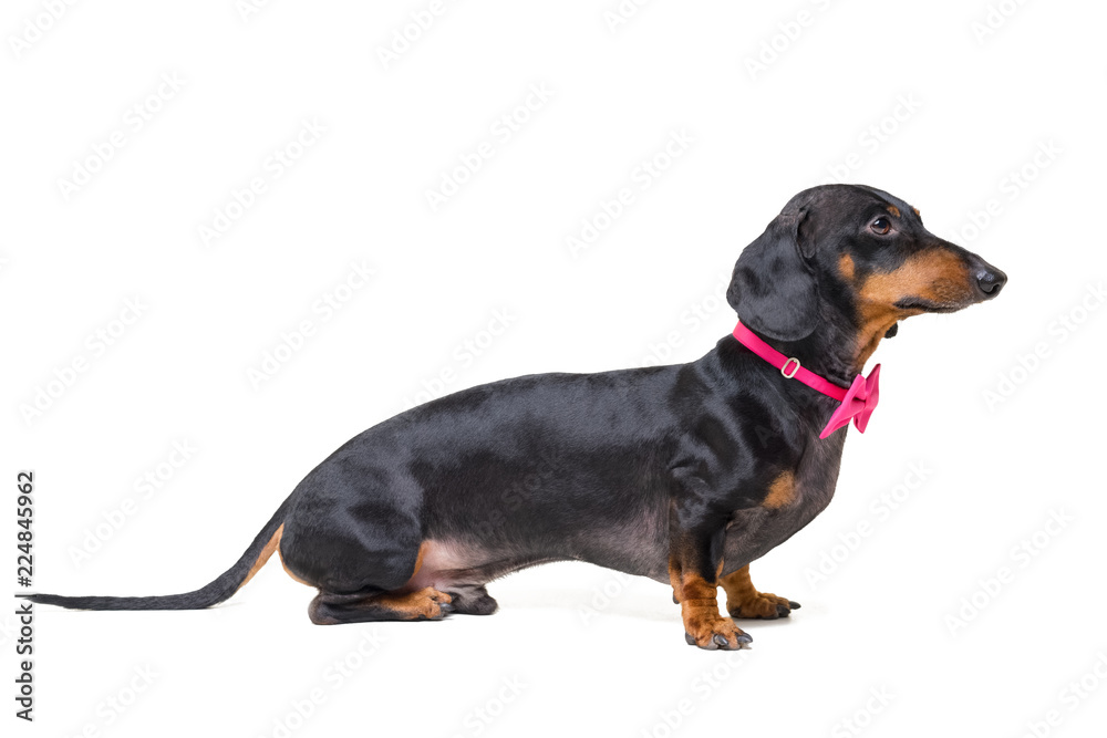 portrait full length dachshund dog, black and tan, wearing a  pink bow tie, isolated on a whitebackground