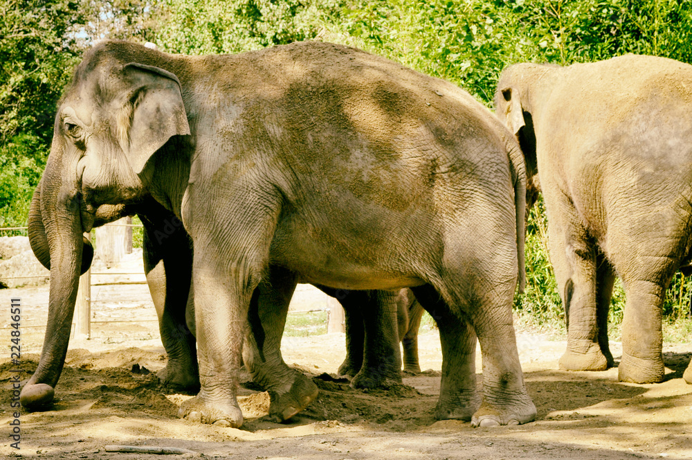 Fototapeta premium Elefant Afrika tropisch alt grau