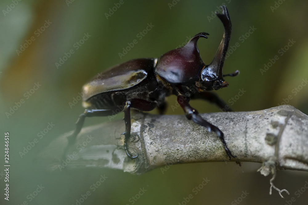 Big beetle on tree branch Big beetle on tree branch