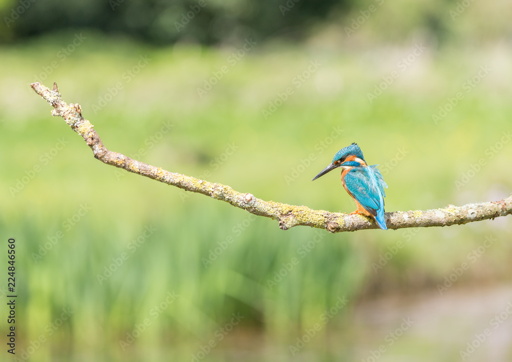 Kingfisher Kingfisher