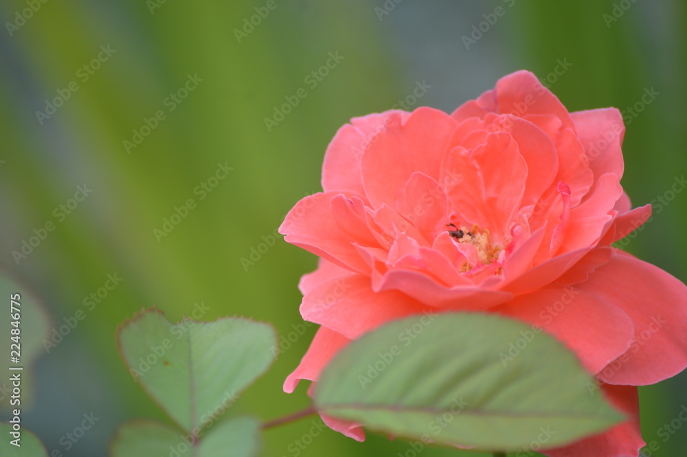 Close up photos of the pink rose