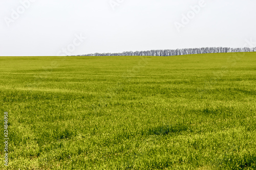 The springtime green farm field with forest belt at the distance