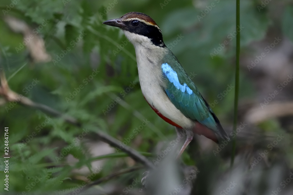 Fairy Pitta colourful bird in forest Fairy Pitta colourful bird in forest