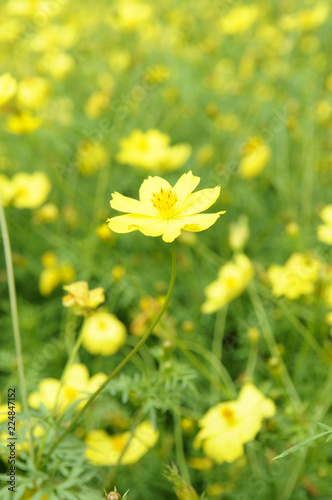 黄色いコスモスの花畑