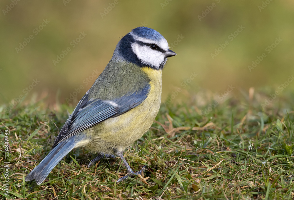 Fototapeta premium Blue Tit