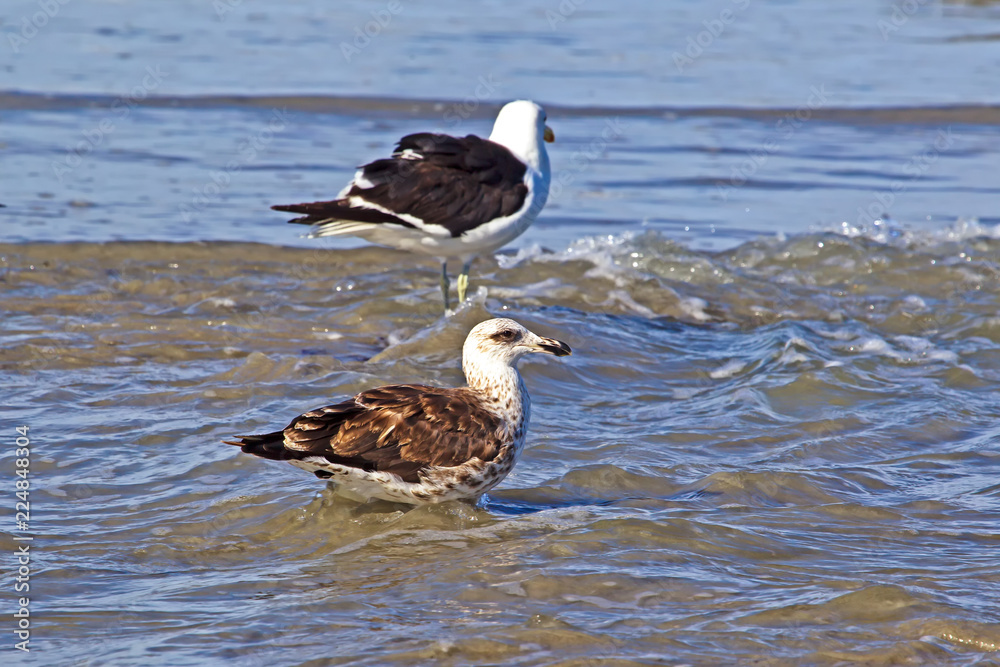 Juvenile kelp gull wading in tide Juvenile kelp gull wading in tide