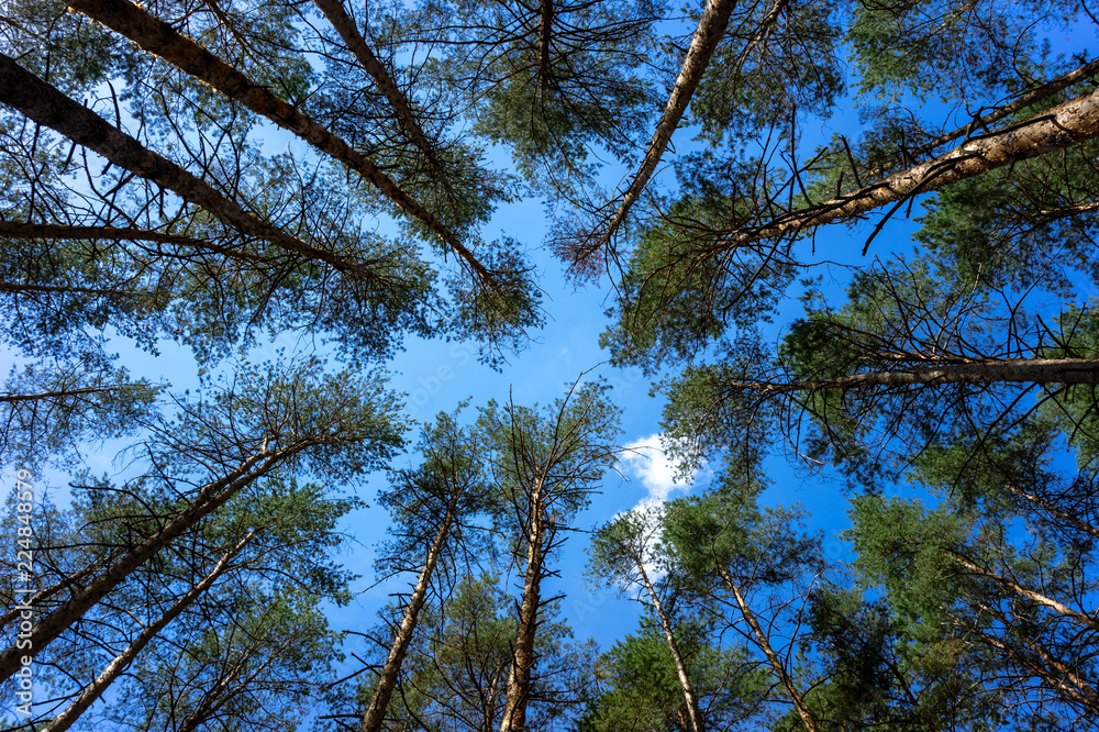 Fototapeta premium Tops of pine trees in the forest