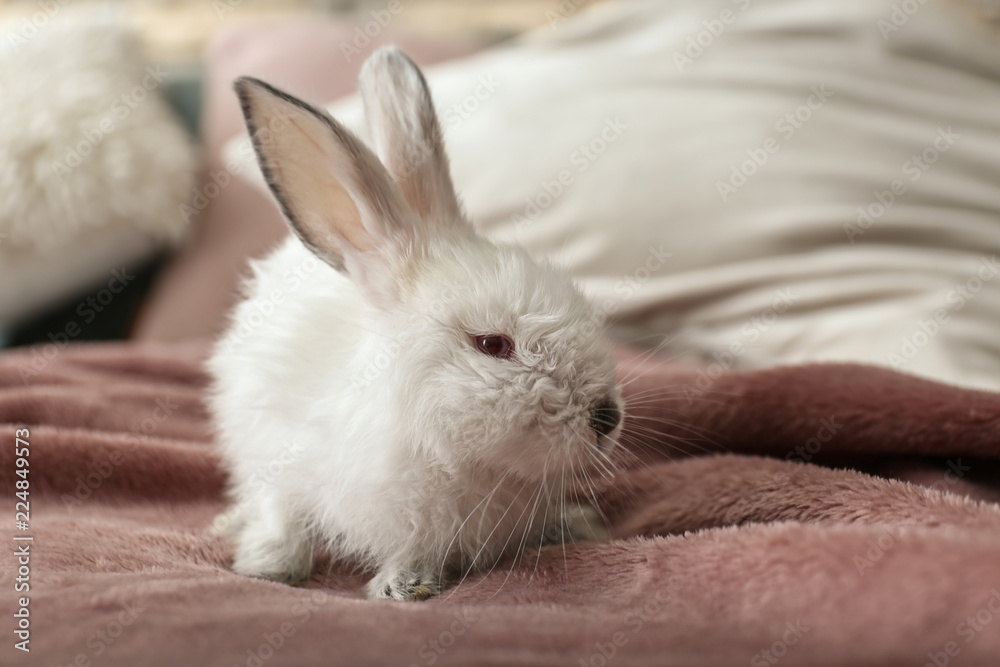 Cute fluffy rabbit on bed Cute fluffy rabbit on bed