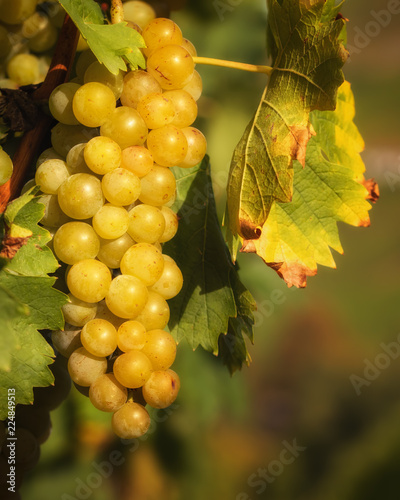 Sunlit golden grapes on the vine photo