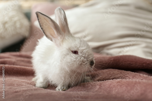 Cute fluffy rabbit on bed