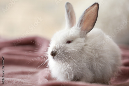 Cute fluffy rabbit on plaid indoors