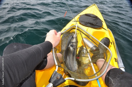 Pêche d'un bar en kayak photo