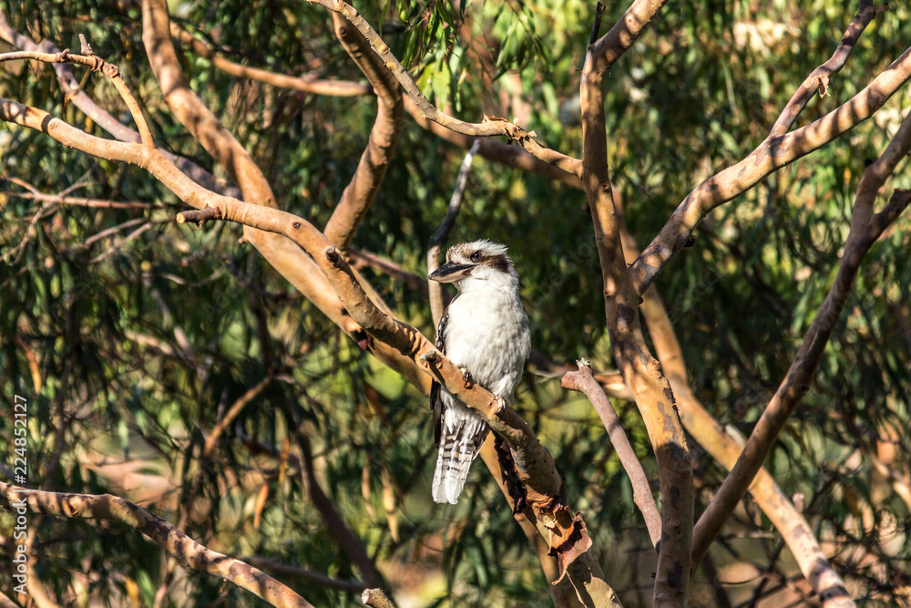 Fototapeta premium Kookaburra perched in tree